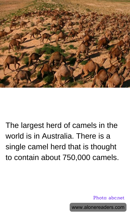 General Knowledge Learning Cards