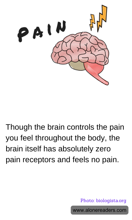 Though the brain controls the pain you feel throughout the body, the brain itself has absolutely zero pain receptors and feels no pain.