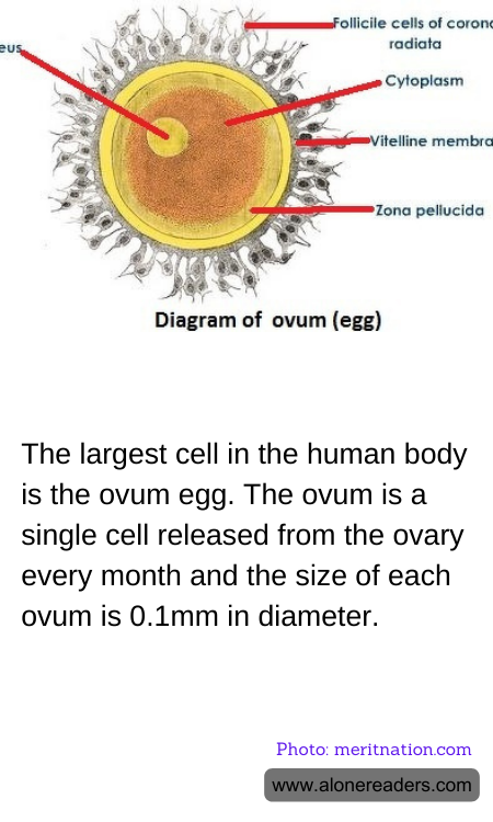 The largest cell in the human body is the ovum egg. The ovum is a single cell released from the ovary every month and the size of each ovum is 0.1mm in diameter.