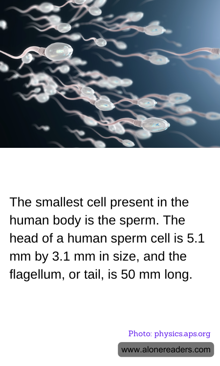 General Knowledge Learning Cards