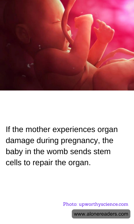 If the mother experiences organ damage during pregnancy, the baby in the womb sends stem cells to repair the organ.