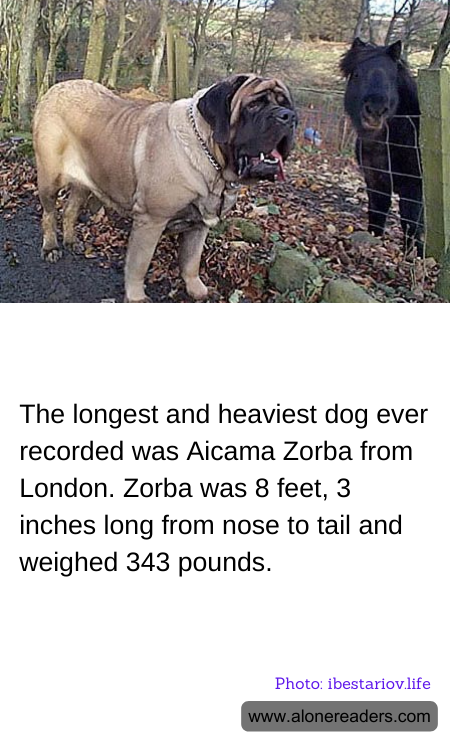 The longest and heaviest dog ever recorded was Aicama Zorba from London. Zorba was 8 feet, 3 inches long from nose to tail and weighed 343 pounds.