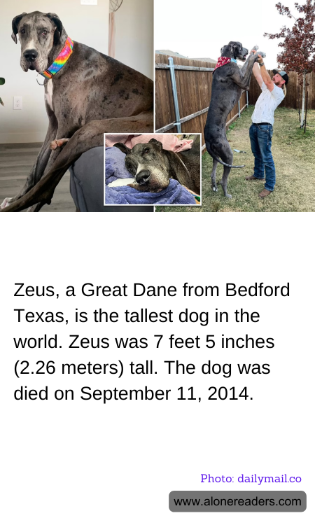 Zeus, a Great Dane from Bedford Texas, is the tallest dog in the world. Zeus was 7 feet 5 inches (2.26 meters) tall. The dog was died on September 11, 2014.