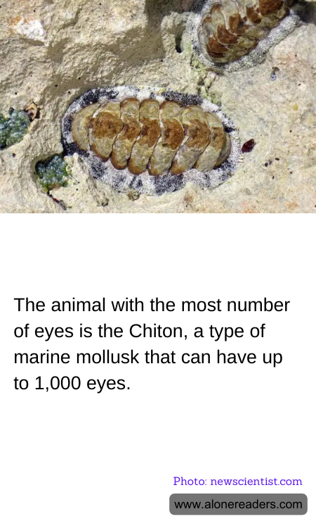 General Knowledge Learning Cards