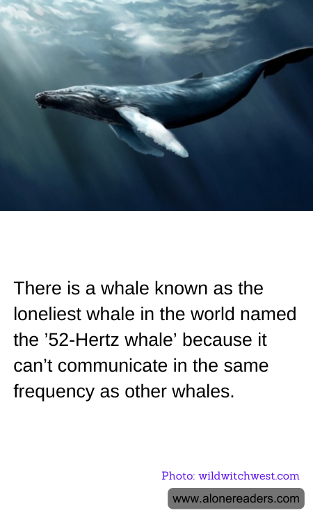 General Knowledge Learning Cards