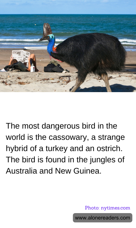 General Knowledge Learning Cards