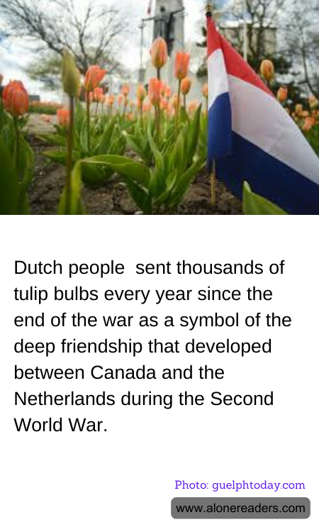 Dutch people  sent thousands of tulip bulbs every year since the end of the war as a symbol of the deep friendship that developed between Canada and the Netherlands during the Second World War.