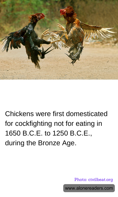 General Knowledge Learning Cards