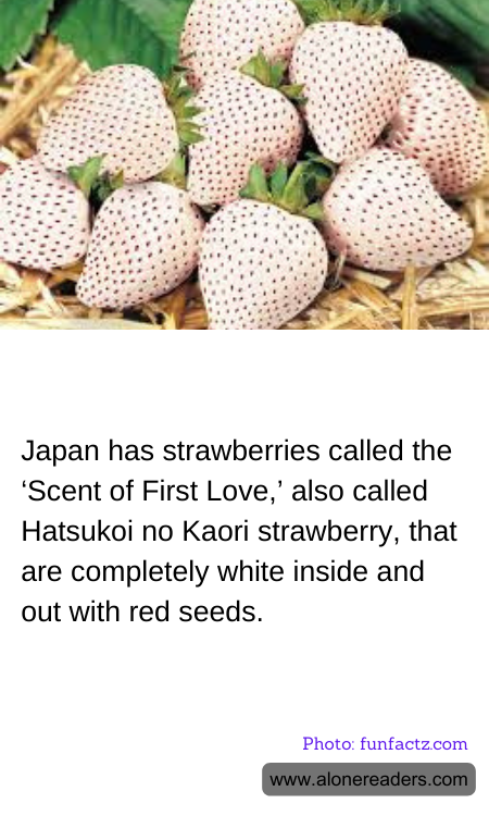 Japan has strawberries called the ‘Scent of First Love,’ also called Hatsukoi no Kaori strawberry, that are completely white inside and out with red seeds.