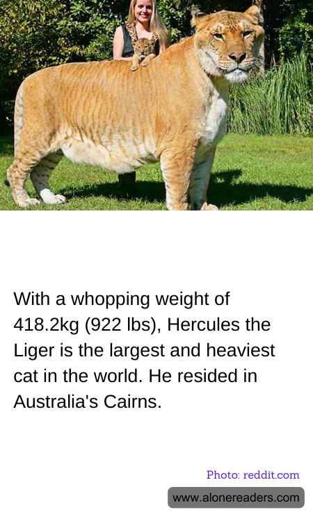 With a whopping weight of 418.2kg (922 lbs), Hercules the Liger is the largest and heaviest cat in the world. He resided in Australia's Cairns.