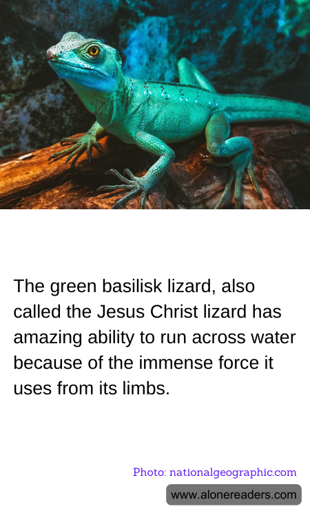 General Knowledge Learning Cards