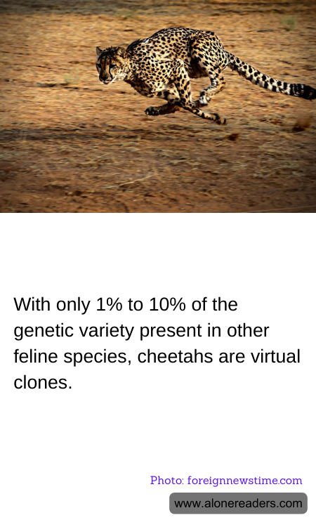 With only 1% to 10% of the genetic variety present in other feline species, cheetahs are virtual clones.