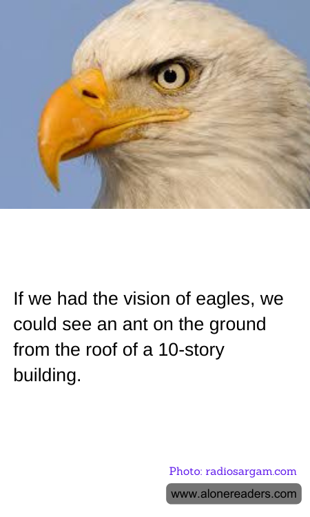 General Knowledge Learning Cards