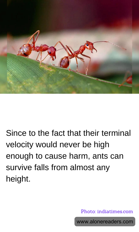 Since to the fact that their terminal velocity would never be high enough to cause harm, ants can survive falls from almost any height.