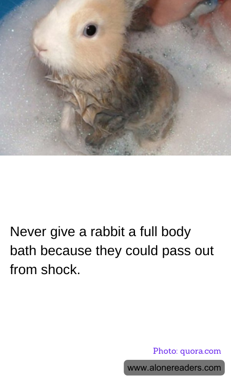 Never give a rabbit a full body bath because they could pass out from shock.