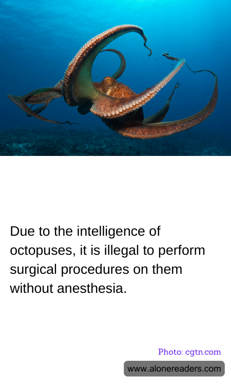 Due to the intelligence of octopuses, it is illegal to perform surgical procedures on them without anesthesia.