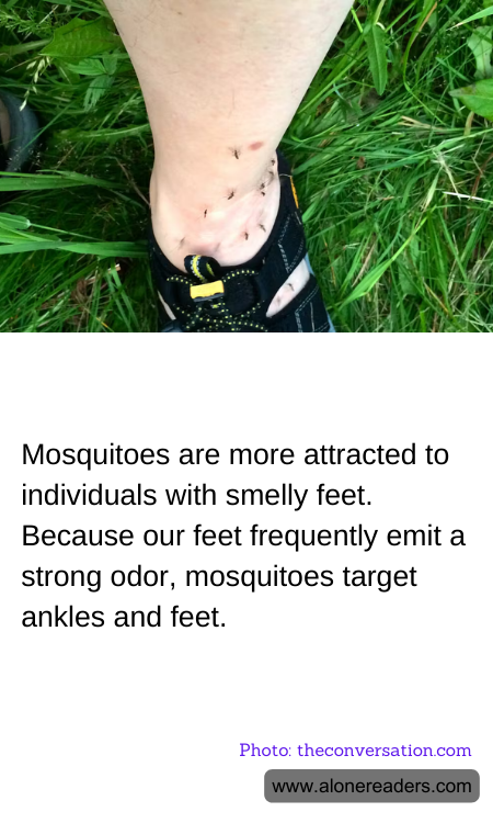 Mosquitoes are more attracted to individuals with smelly feet. Because our feet frequently emit a strong odor, mosquitoes target ankles and feet.