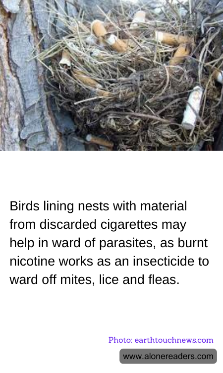 General Knowledge Learning Cards