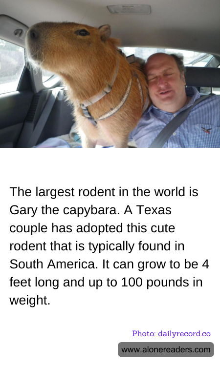 General Knowledge Learning Cards