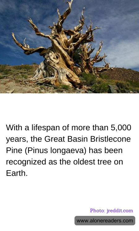 General Knowledge Learning Cards