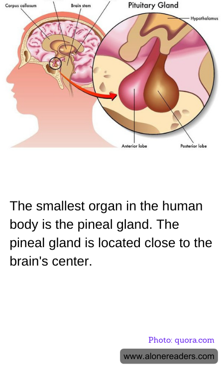 The smallest organ in the human body is the pineal gland. The pineal gland is located close to the brain's center.