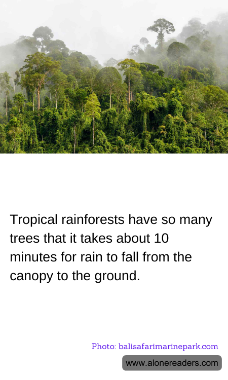 General Knowledge Learning Cards