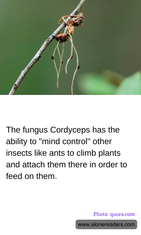 General Knowledge Learning Cards