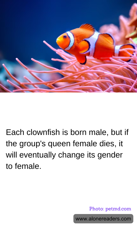 General Knowledge Learning Cards