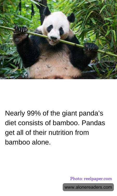 General Knowledge Learning Cards