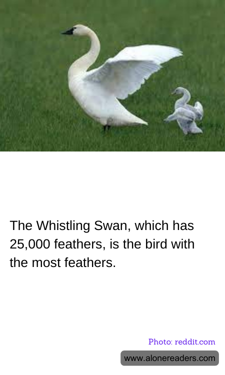 The Whistling Swan, which has 25,000 feathers, is the bird with the most feathers.
