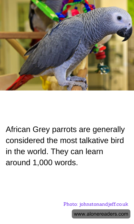 African Grey parrots are generally considered the most talkative bird in the world. They can learn around 1,000 words.
