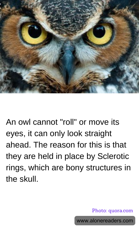 An owl cannot "roll" or move its eyes, it can only look straight ahead. The reason for this is that they are held in place by Sclerotic rings, which are bony structures in the skull.