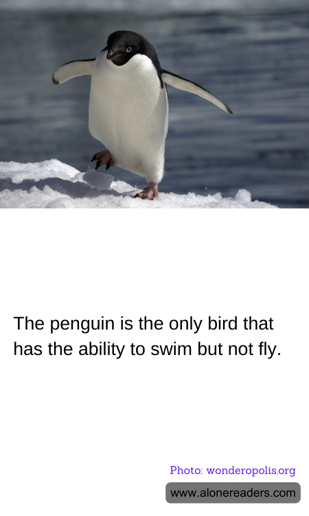 The penguin is the only bird that has the ability to swim but not fly.