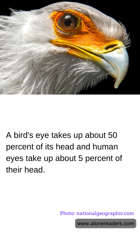 A bird's eye takes up about 50 percent of its head and human eyes take up about 5 percent of their head.