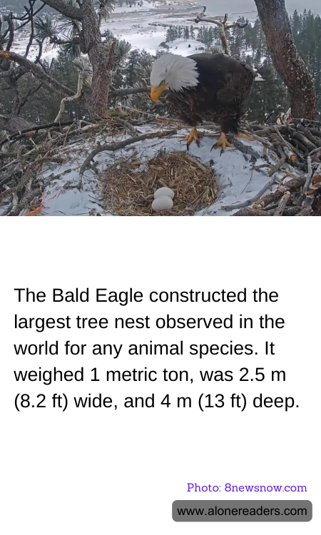 The Bald Eagle constructed the largest tree nest observed in the world for any animal species. It weighed 1 metric ton, was 2.5 m (8.2 ft) wide, and 4 m (13 ft) deep.
