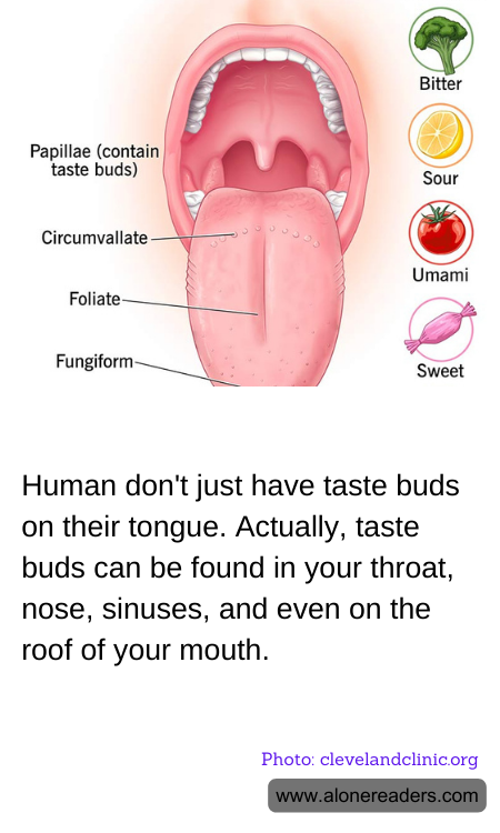 Human don't just have taste buds on their tongue. Actually, taste buds can be found in your throat, nose, sinuses, and even on the roof of your mouth.