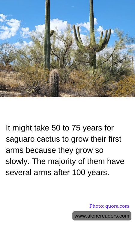 It might take 50 to 75 years for saguaro cactus to grow their first arms because they grow so slowly. The majority of them have several arms after 100 years.