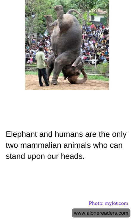 General Knowledge Learning Cards