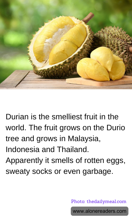 Durian is the smelliest fruit in the world. The fruit grows on the Durio tree and grows in Malaysia, Indonesia and Thailand. Apparently it smells of rotten eggs, sweaty socks or even garbage.