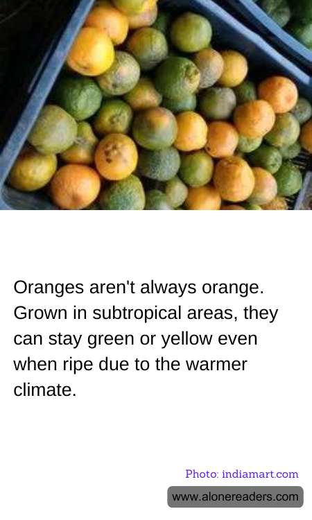 Oranges aren't always orange. Grown in subtropical areas, they can stay green or yellow even when ripe due to the warmer climate.
