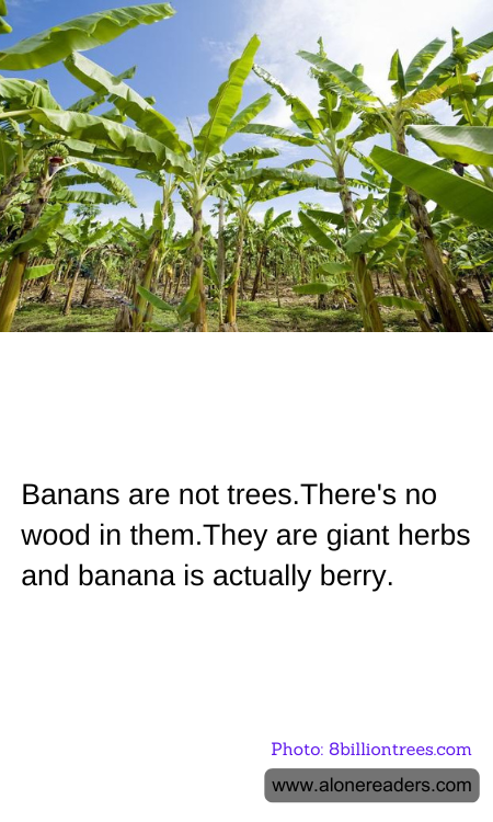 General Knowledge Learning Cards