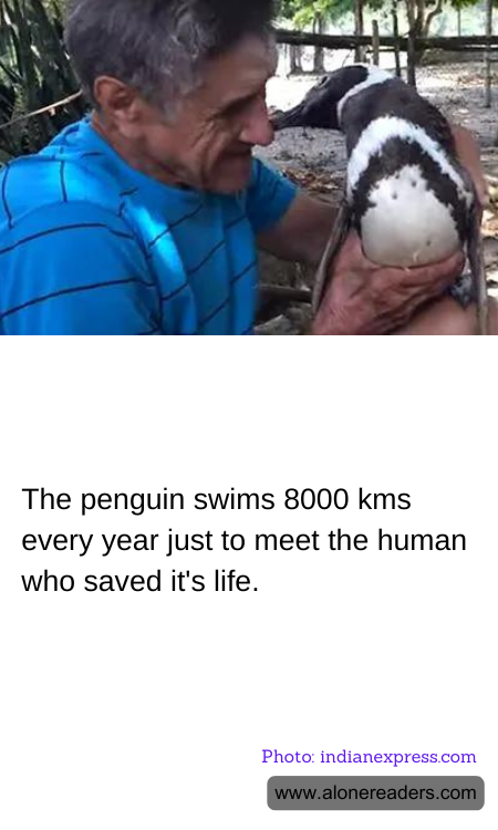 The penguin swims 8000 kms every year just to meet the human who saved it's life.