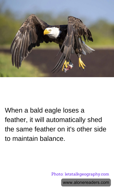 General Knowledge Learning Cards