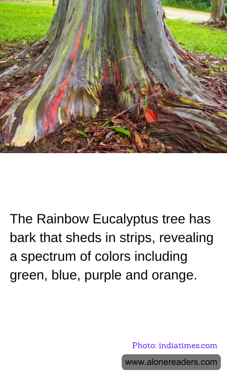 The Rainbow Eucalyptus tree has bark that sheds in strips, revealing a spectrum of colors including green, blue, purple and orange.