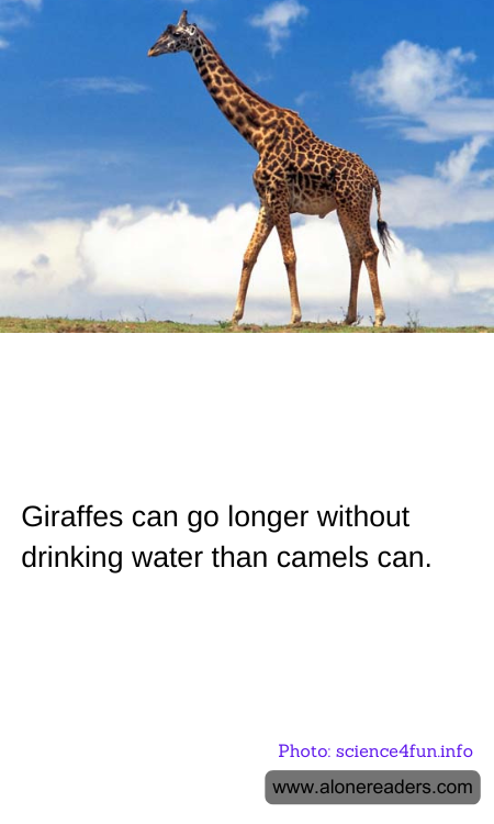 Giraffes can go longer without drinking water than camels can.