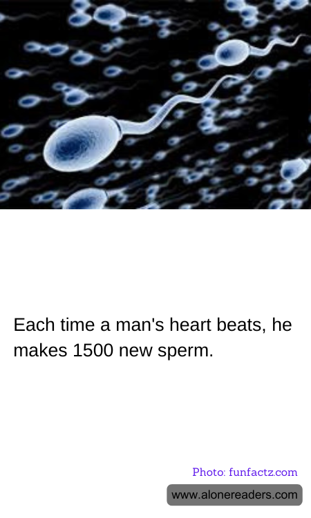 Each time a man's heart beats, he makes 1500 new sperm.