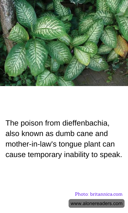 General Knowledge Learning Cards