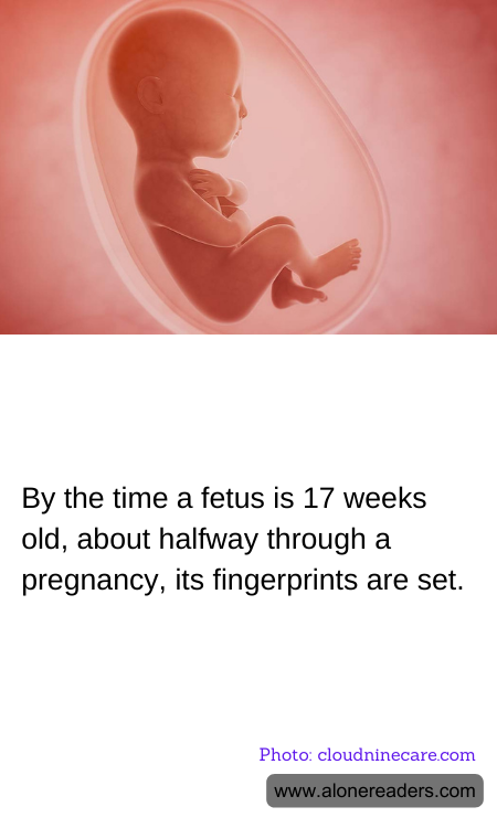 By the time a fetus is 17 weeks old, about halfway through a pregnancy, its fingerprints are set.