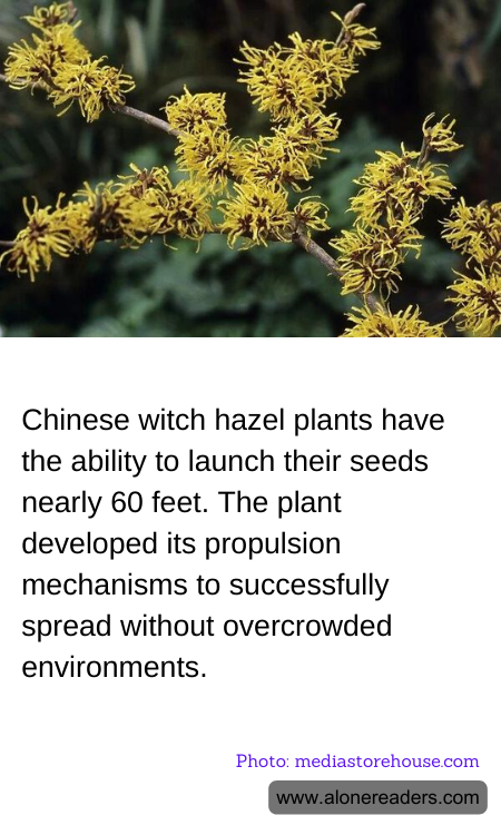 General Knowledge Learning Cards