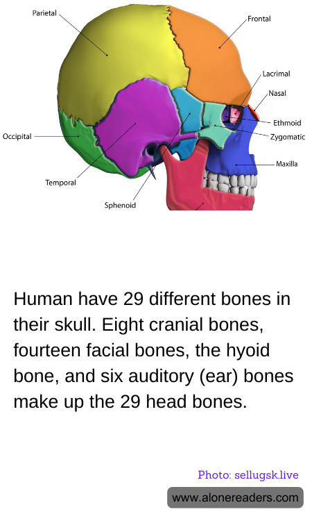 General Knowledge Learning Cards